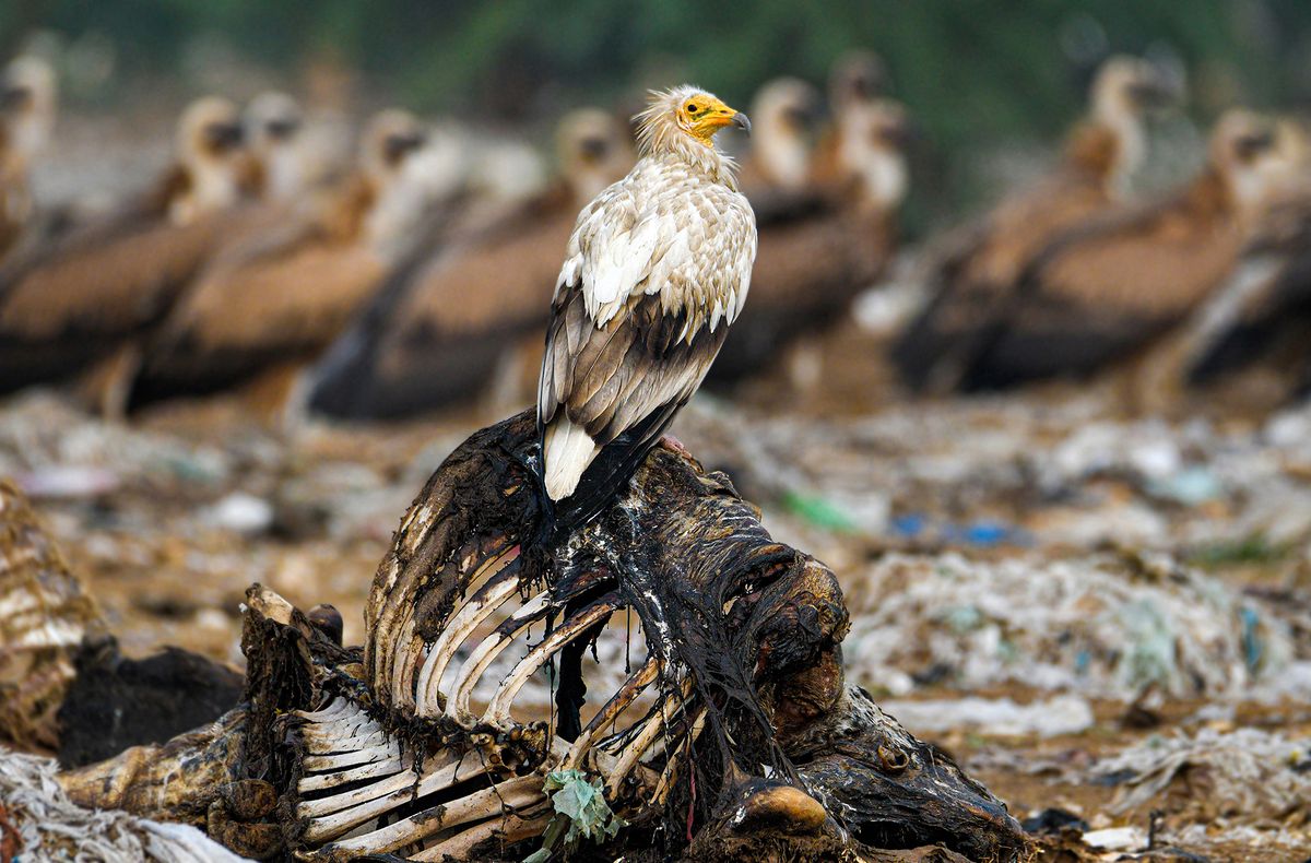 A Vulture perched on a deceased animal