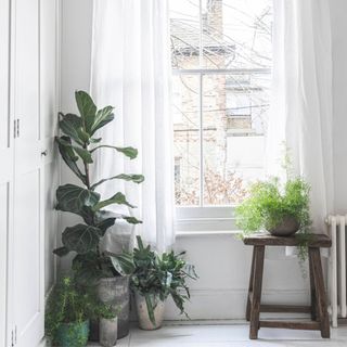linen curtains with whitewashed wooden flooring and houseplants