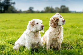 clumber spaniel