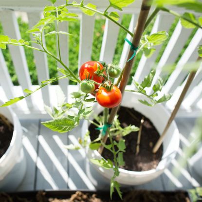 Growing tomatoes in 5-gallon bucket