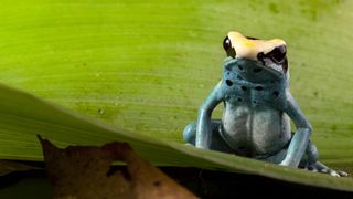 A poison frog (Dendrobates tinctorius) sits on a leaf in the tropical rainforest. It's a small frog with a yellow head and alight blue body.