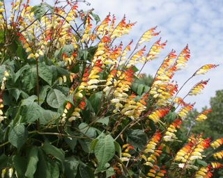 Twining vine Spanish flag (Ipomoea lobata)