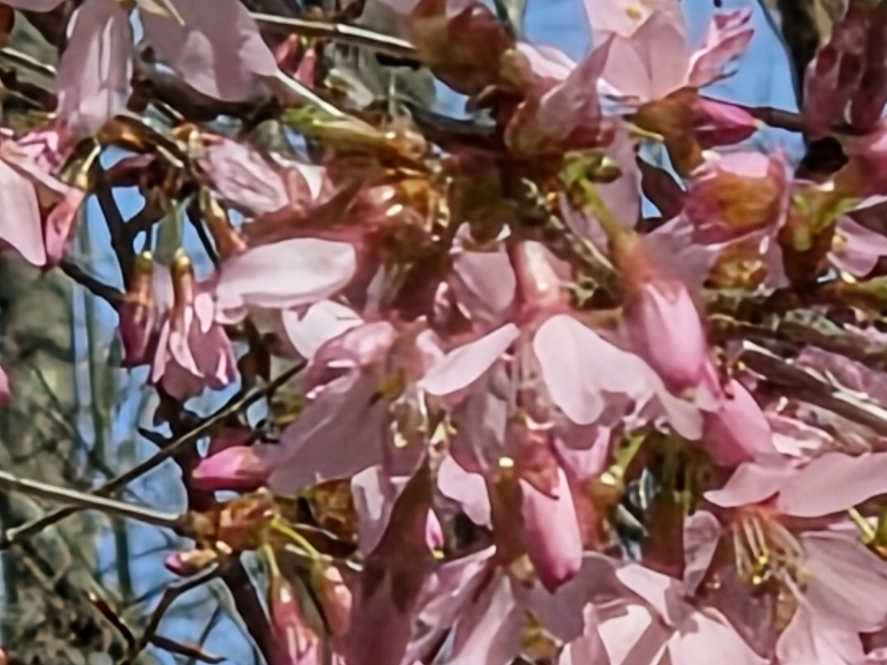 Samsung Galaxy S26 Plus Review Camera Samples