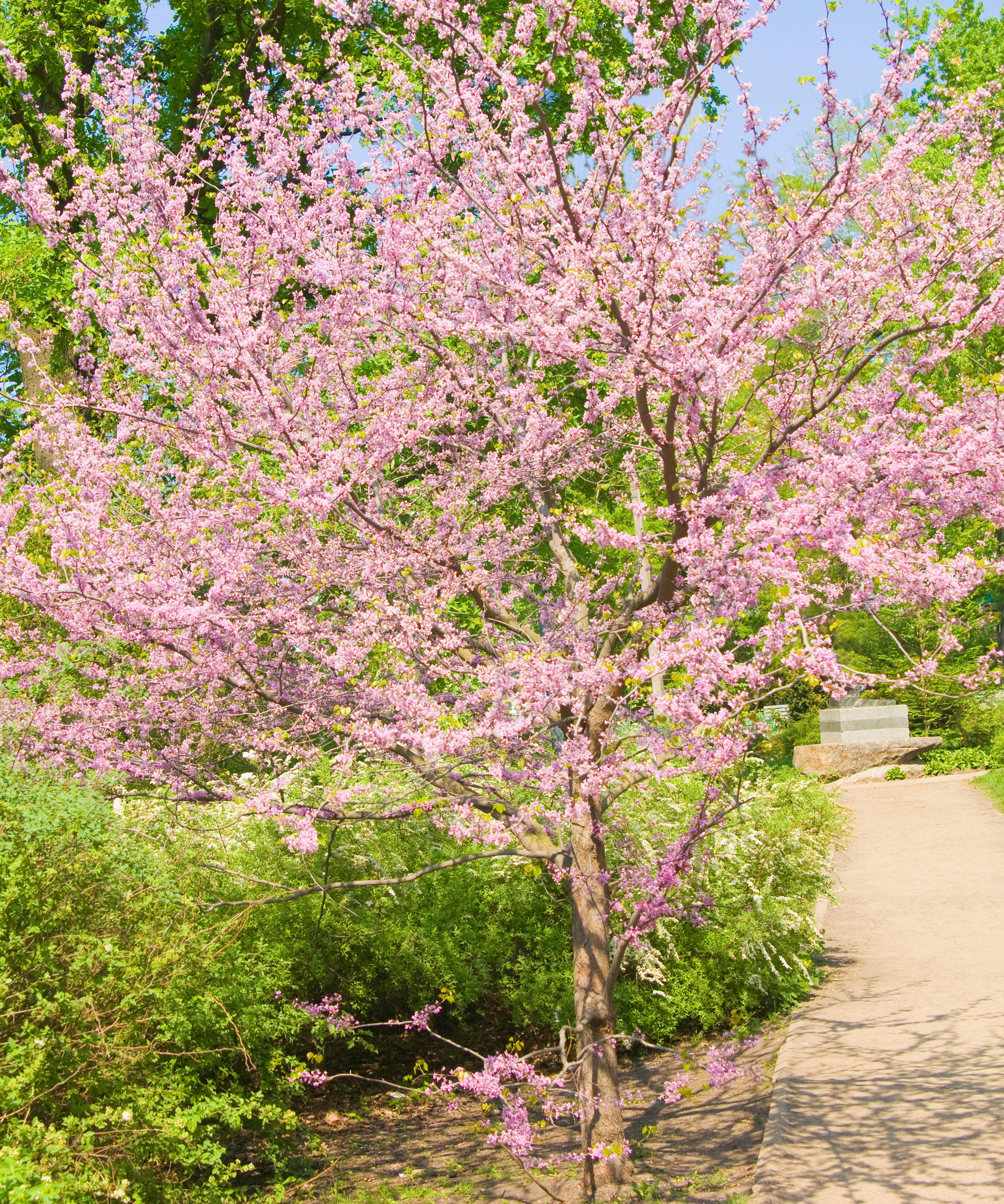 close up of Eastern Redbud (Cercis canadensis) ‘Forest Pansy’ tree in bloom with pink flowers in spring