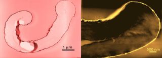 An image of cotton fibers coated with gold (left) and palladium (right) nanoparticles. Researchers are merging nanoscience and fashion design to color garments without using any dyes, and to add antibacterial properties to clothing.