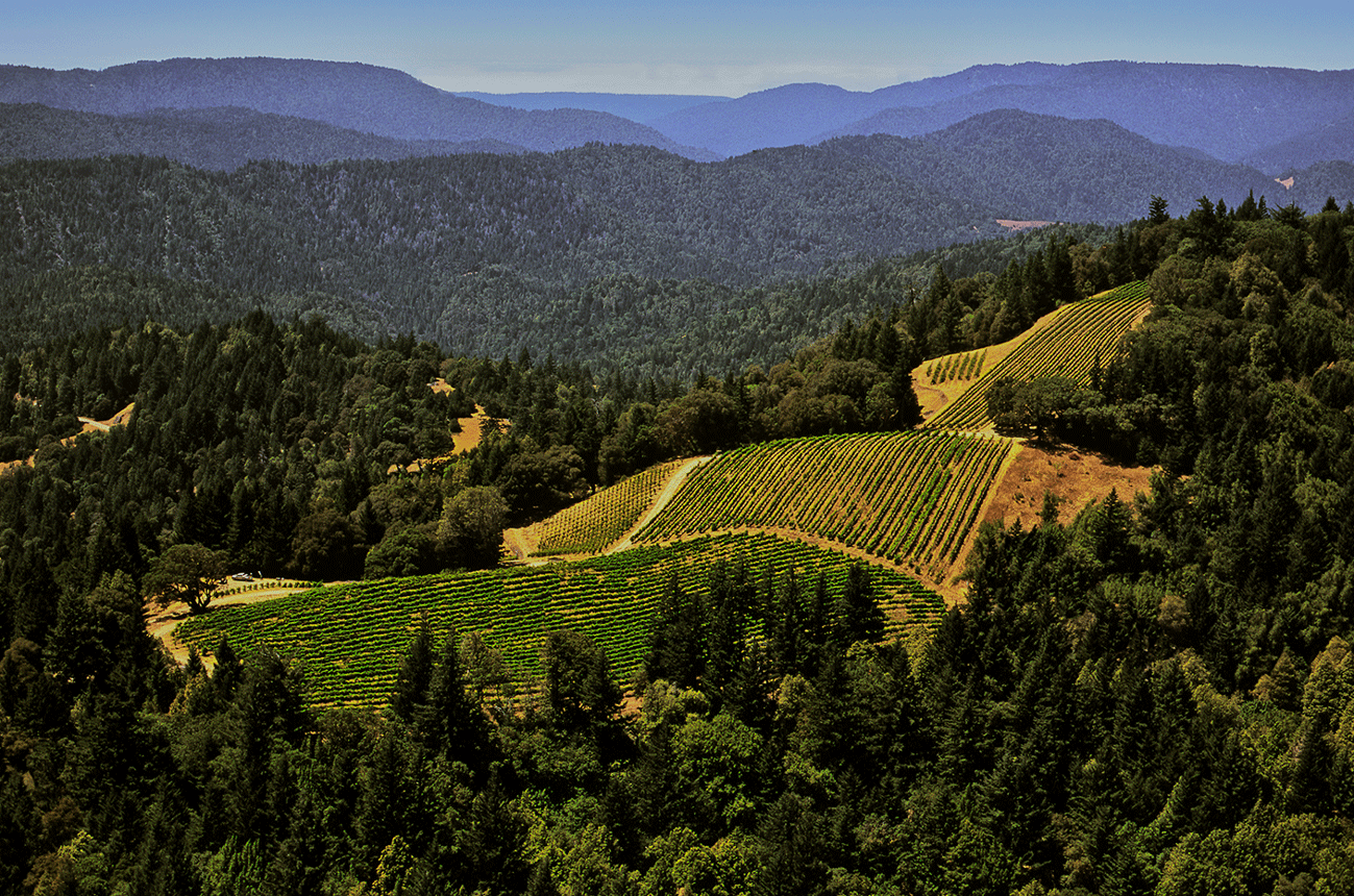 Perli Vineyard-Murder Ridge