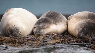 three sleeping seals lying next to one another in Our Planet II