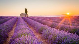 lavender fields in Provence