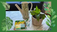 plant food sticks beside a houseplant and watering can