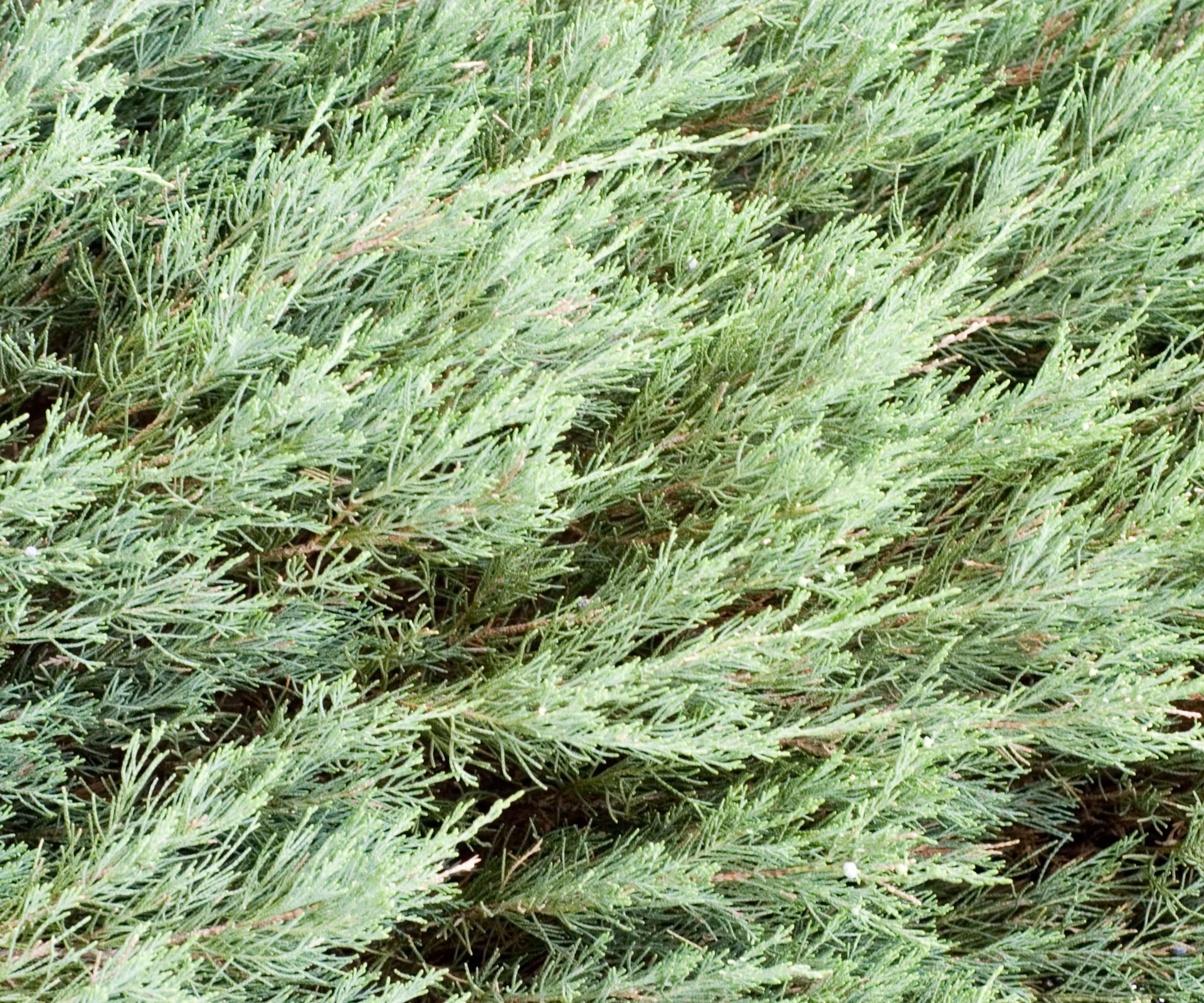 Skyrocket juniper in detail showing feathered silver green foliage
