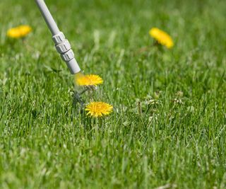 Yellow dandelions on a lawn being sprayed with weed killer