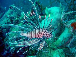 lion-fish-100623-02