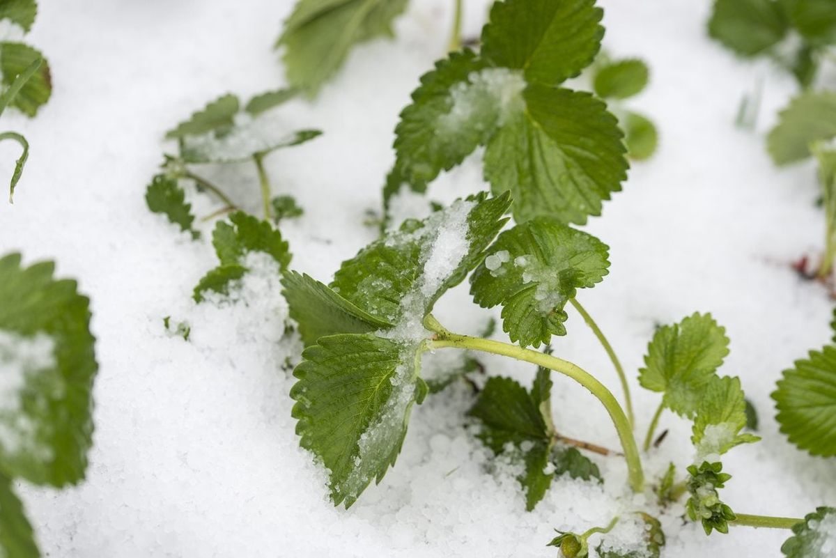 Overwintering Strawberries Can I Overwinter Strawberry Plants In The Garden Gardening Know How