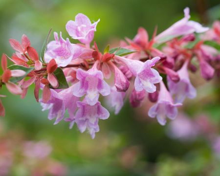 pink abelia