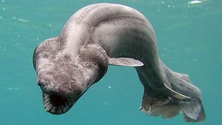 A frilled shark swims in blue water, displaying rows of sharp teeth.