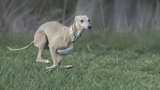 Whippet sprinting on grass
