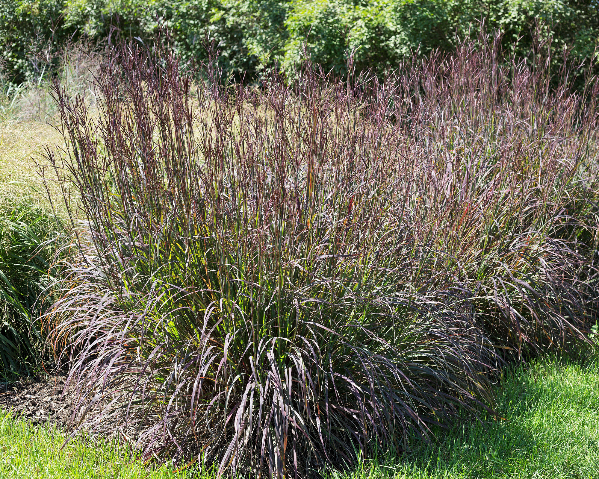 Switchgrass ornamental grass