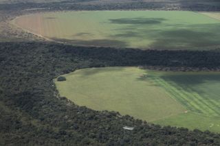 A forest converted into soy fields in Brazil.