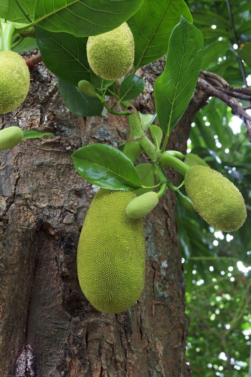 Why Is My Breadfruit Tree Dropping Fruit: Reasons For Breadfruit Fruit ...