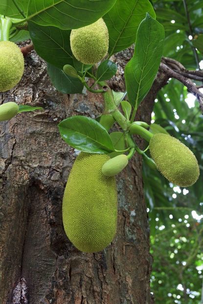 Breadfruit Tree