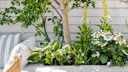 Raised bed against a wooden shed with a tree, hosta and foxgloves