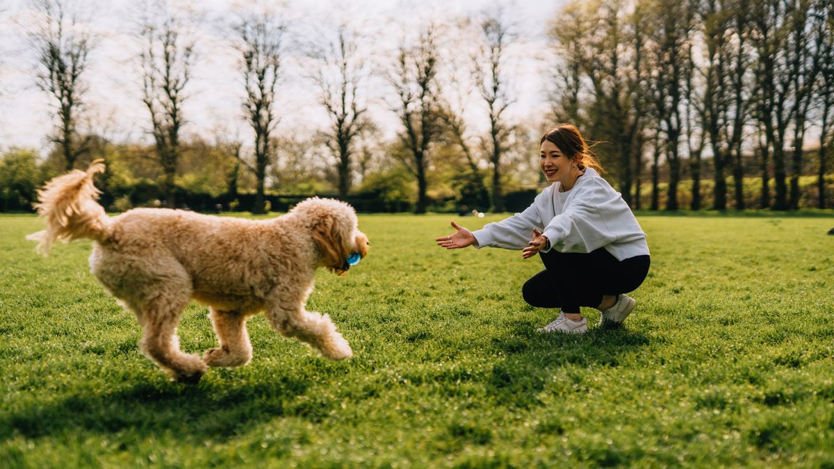 Trainer explains why you shouldn't play fetch with your dog, and we definitely didn't see this one coming