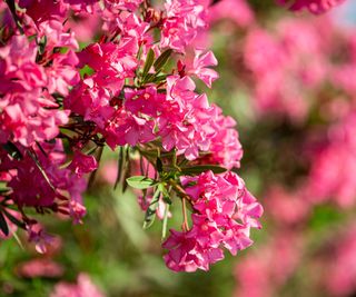 oleander in full bloom