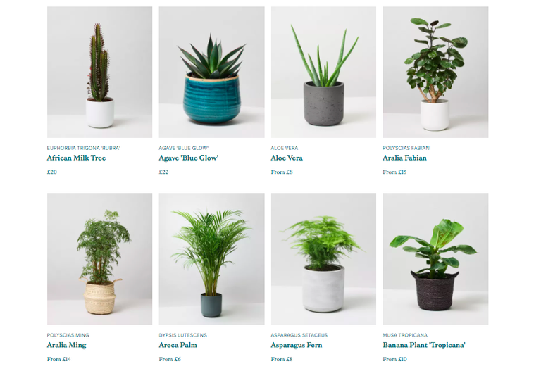 Best places to buy plants online in 2022 Woman & Home
