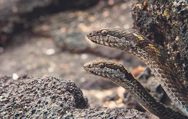 One of the highlights of 2016’s TV, David Attenborough’s Planet Earth II was spectacular.