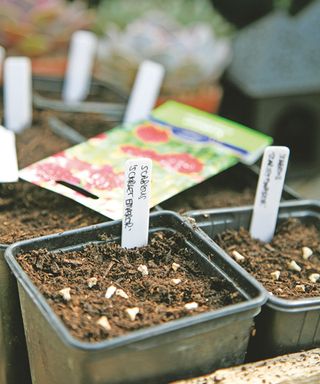 sowing scabious seeds in pots, with plant labels to show what is in each pot