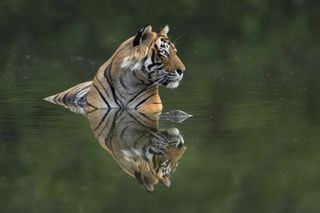 Photograph of a tiger taken by wildlife photographer Sachin Rai
