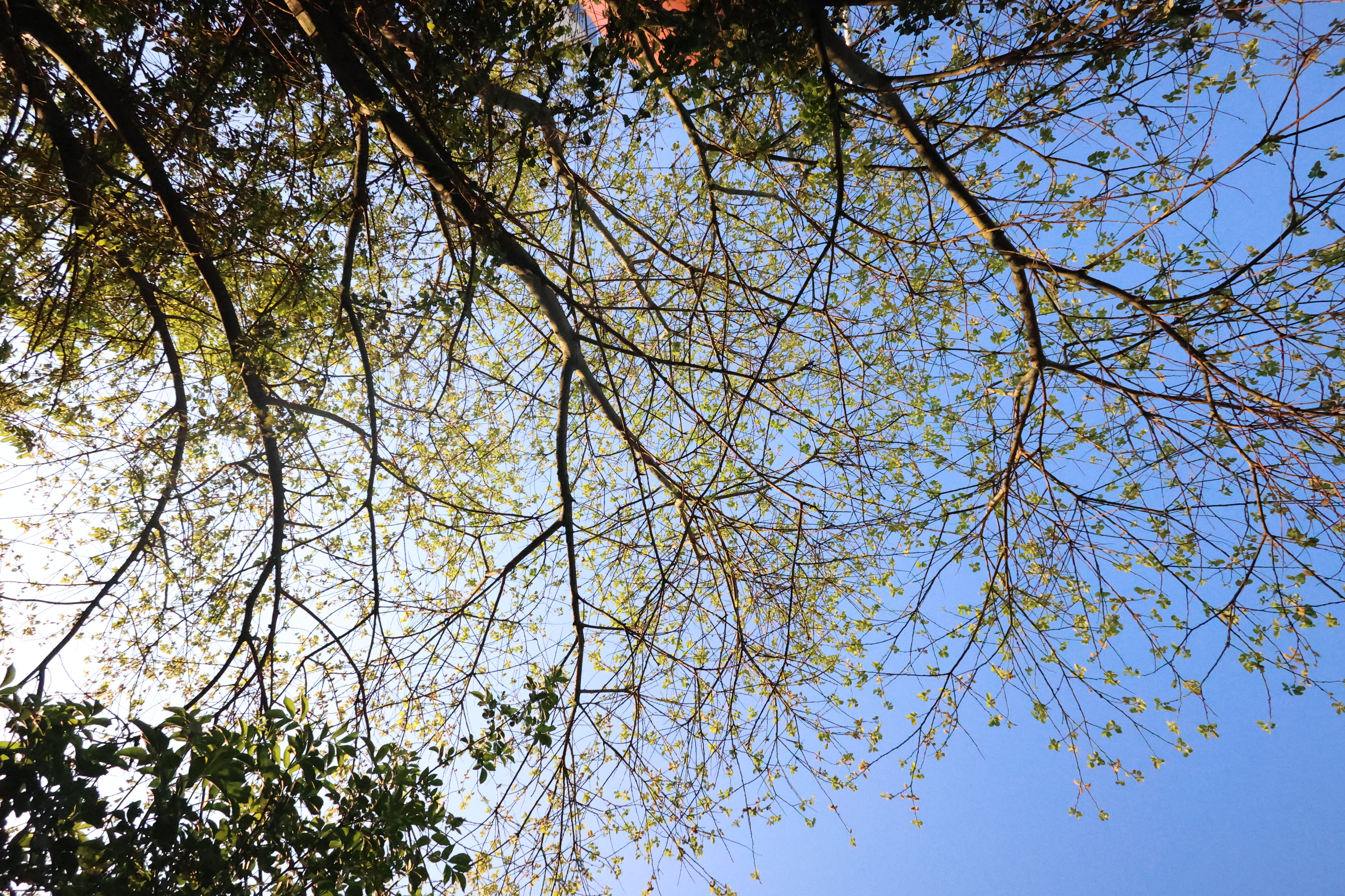 A photo taken on a Canon PowerShot V1 compact vlogging camera