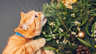 cat eating mistletoe
