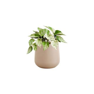 Marble Pothos