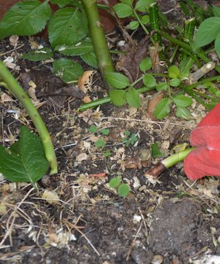 Removing a rose sucker by tearing it off the rootstock