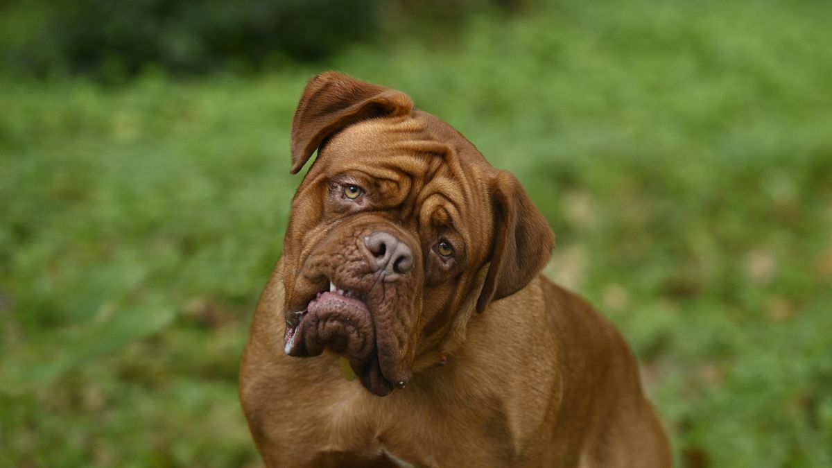 One of the five French Mastiffs who play Hooch in Disney Plus&#039; &#039;Turner &amp; Hooch&#039;