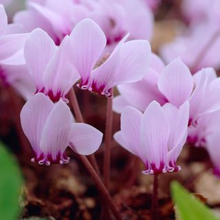 Cyclamen hederifolium with pink winter flowers