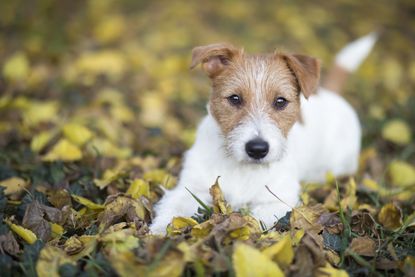 A Jack Russell Terrier.