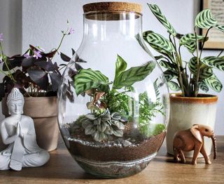 Jar terrarium on a counter
