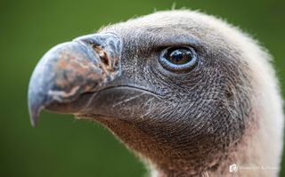 Image of vulture with watermark in bottom right corner