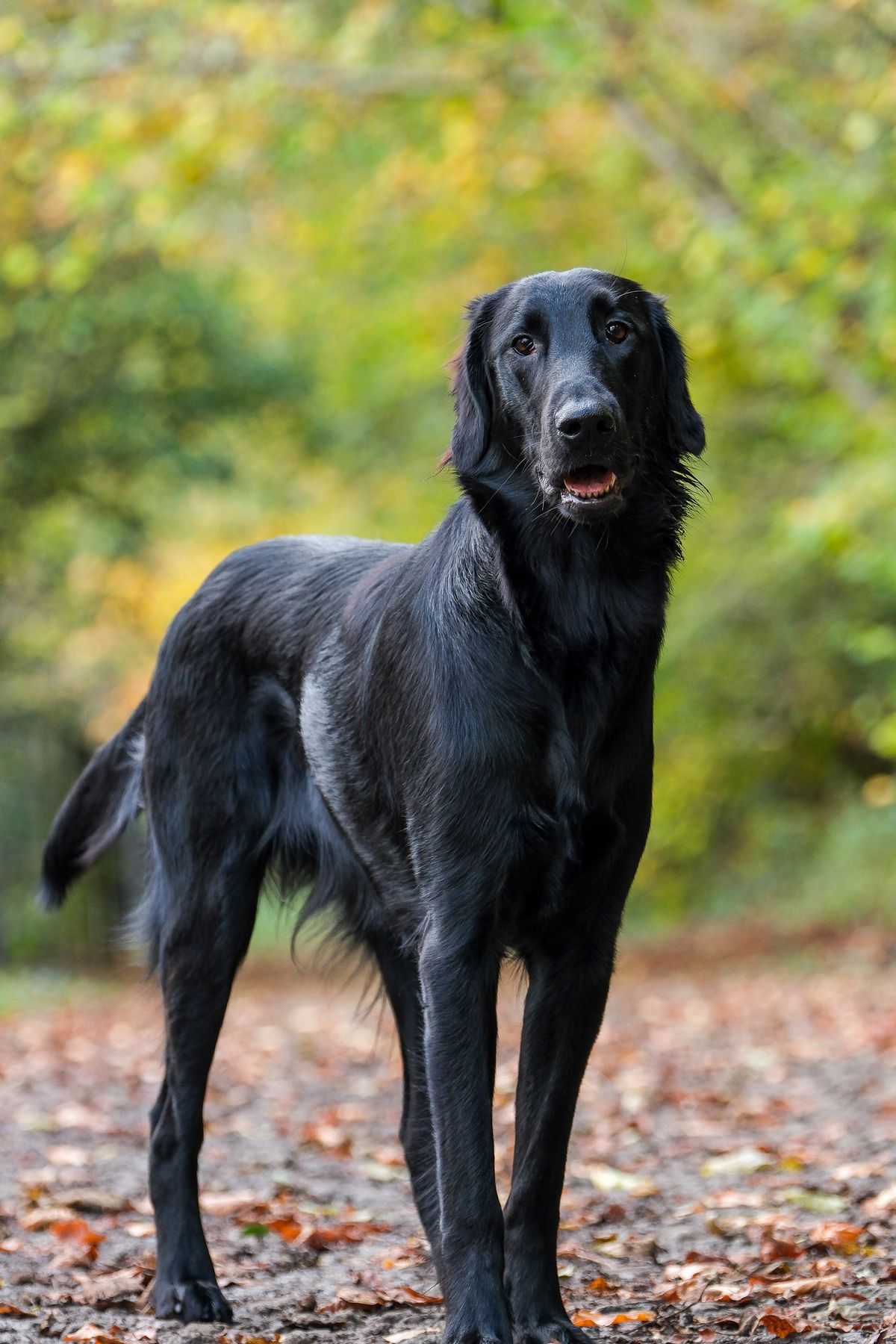 Example image taken with the camera of a black dog
