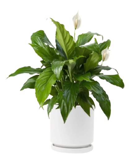 Peace Lily