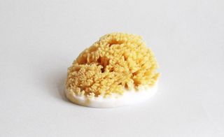 The 'Sponge', a sea sponge dipped into a shallow bath