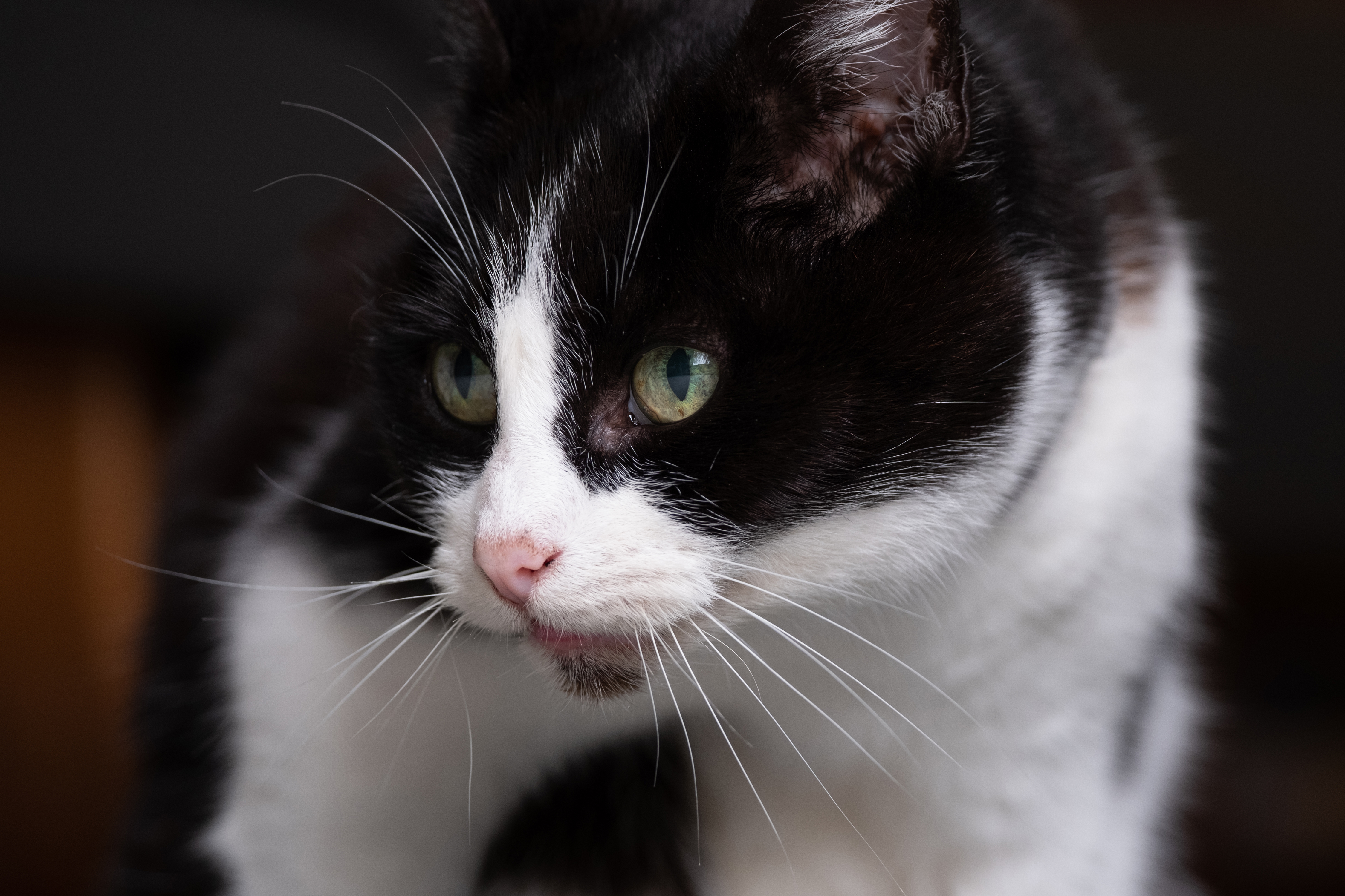 A black and white cat