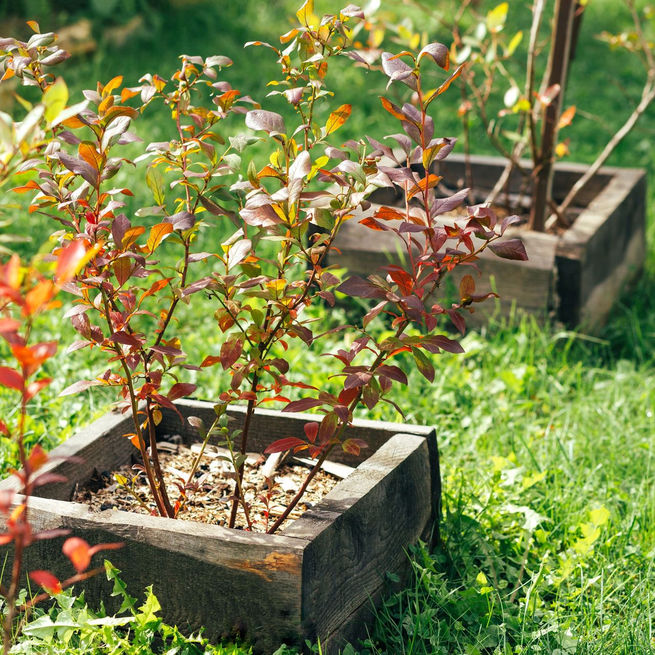 transplanted blueberry plants growing in garden