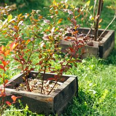 transplanted blueberry plants growing in garden