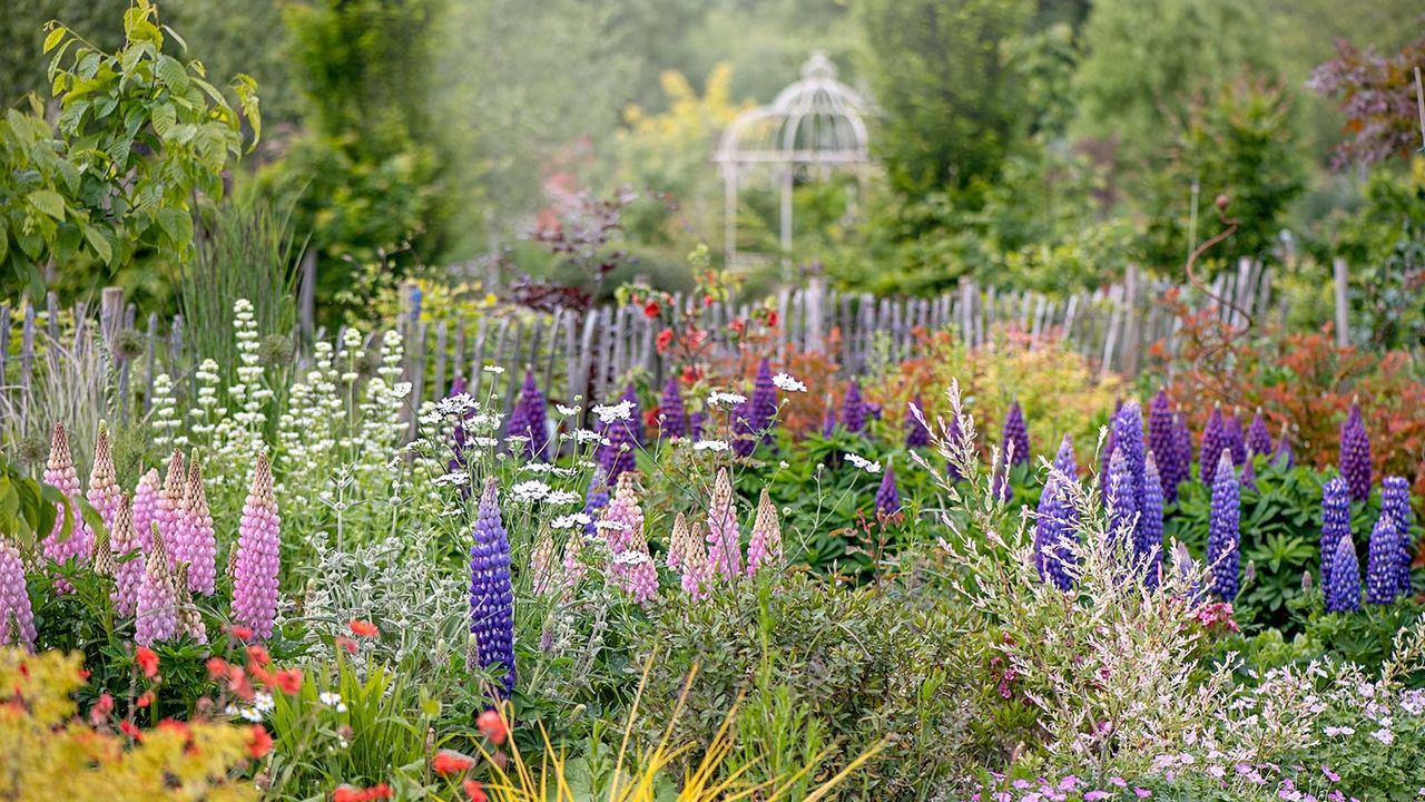 perennial border