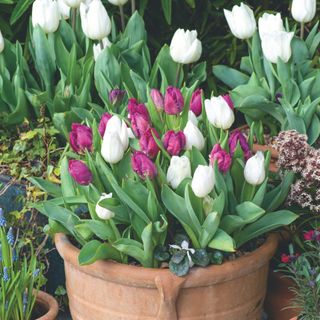 Pink and white tulips growing in terracotta pot