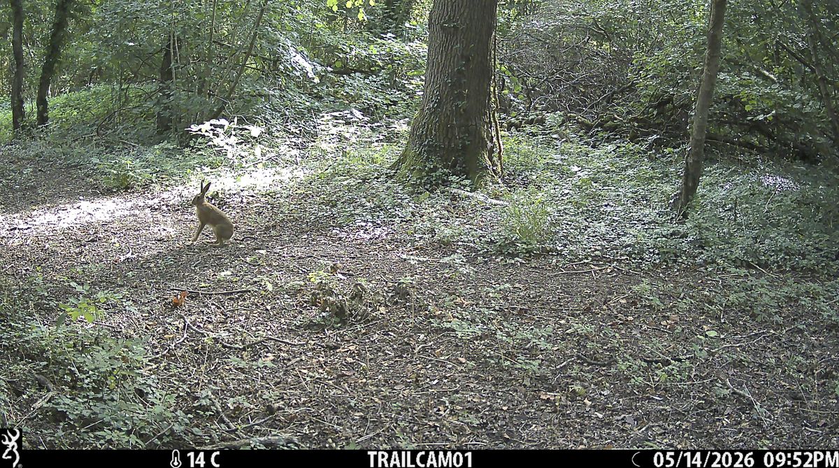 Sample image from the Browning Strike Force HD Pro trail camera