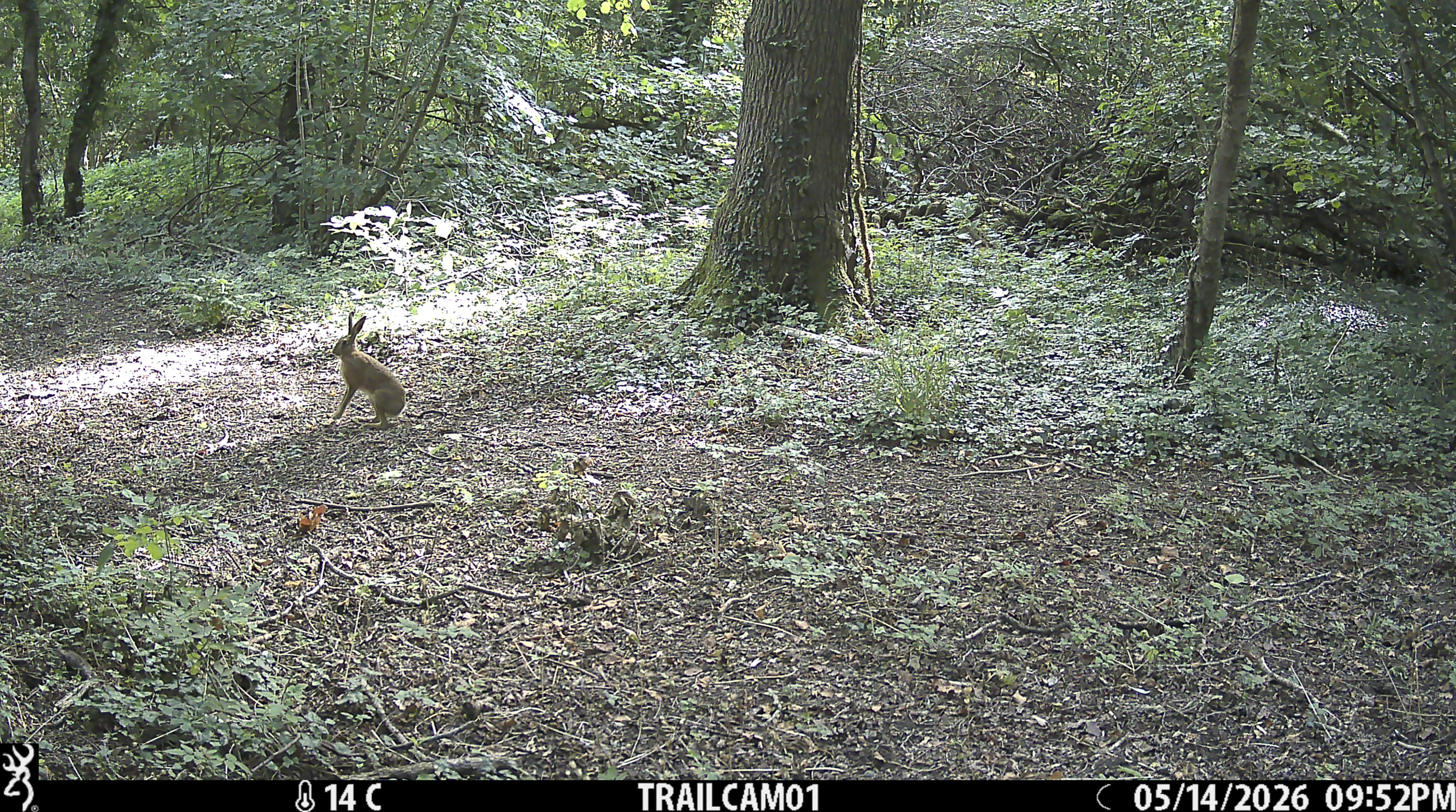 Sample image from the Browning Strike Force HD Pro trail camera